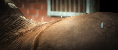 IB fit mobile Tierphysiotherapie