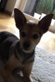 Bild: Inge Mit Herz Hundesalon Inge Schall-Gölz in Stuttgart