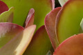 Bild: Ingo Waderna Blumen Kunst Blumen und Geschenke in Krefeld