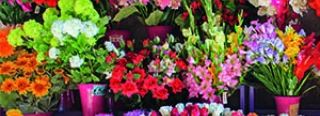Beste Blumenlden in Kleve & der Nhe  Top Bewertungen & Ranking 2026   wer kennt den BESTEN