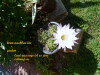 Bild: Jürgen Käferstein Gartenbau