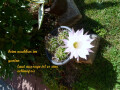 Bild: Jürgen Käferstein Gartenbau in Chemnitz, Sachsen