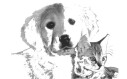 Logo Kaser, Wolf Dr.med.vet.