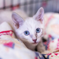 Katzenpension Grap