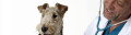Logo Kay Opiela Tierarzt
