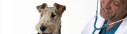 Logo Kay Opiela Tierarzt