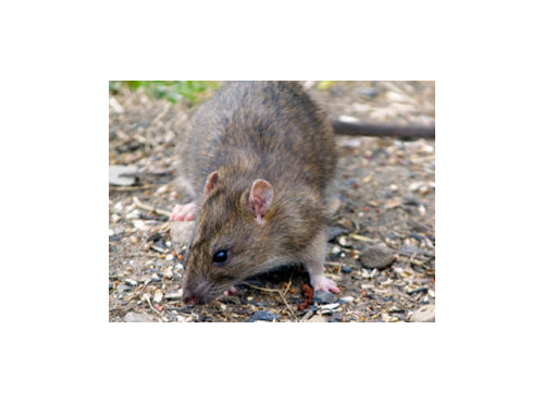 schaedlingsbekaempfung-ratten-300x222.jpg