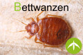 Bettwanzenbekämpfung