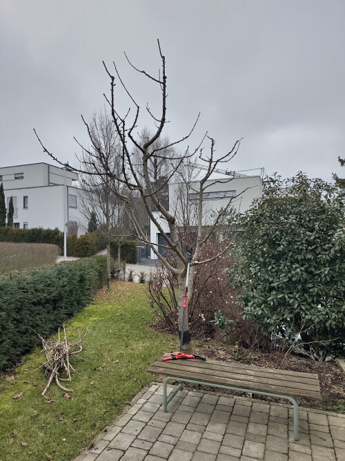 Kirschbaum schneiden im privaten Hausgarten