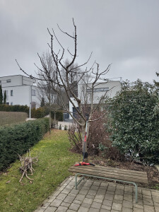 Kirschbaum schneiden im privaten Hausgarten