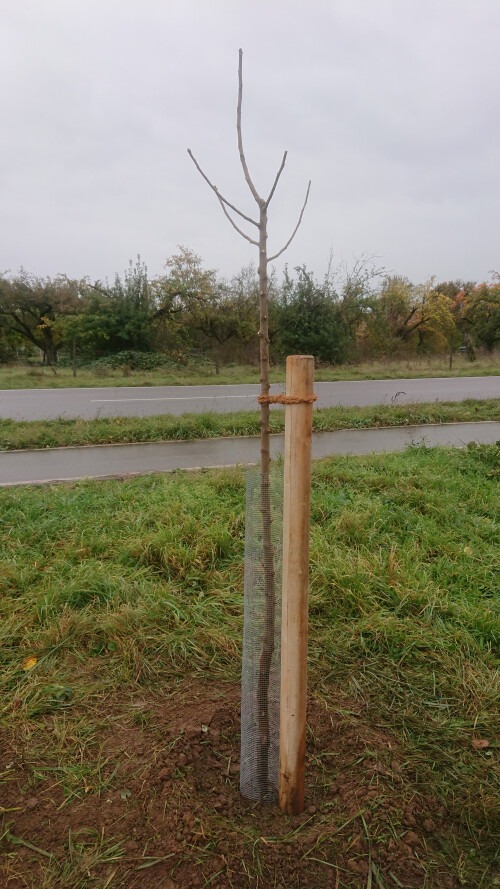 Apfelbaum neu pflanzen auf der Streuobstwiese