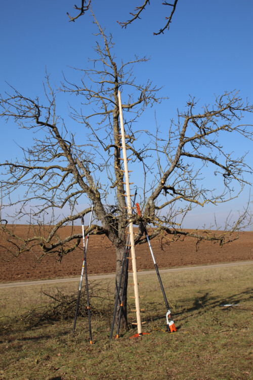 Obstbaumschnitt auf der Streuobstwiese