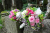 Bild: Kraut und Rosen