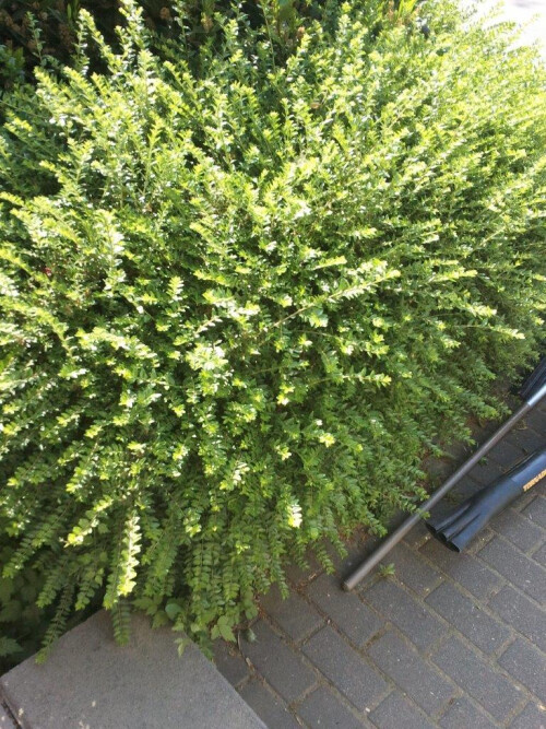 Hecke vorher