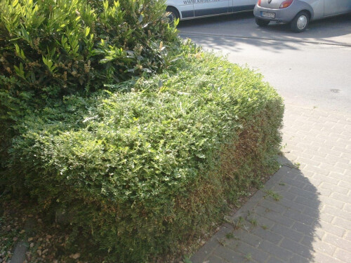 Hecke nachher