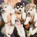 Labrador Retriever 'Angel paws'