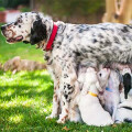 Labrador Retriever 'Angel paws'