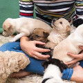 lagotto kennel