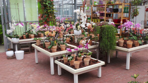 Orchideen