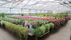Eigenproduktion Sommerblumen