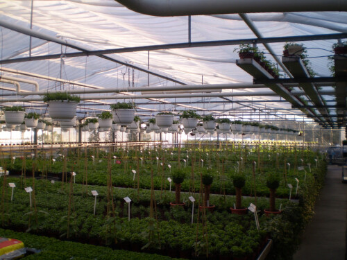 Eigenproduktion Sommerblumen