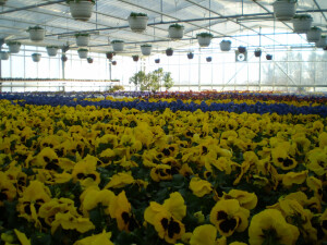 Eigenproduktion Frühjahrsblumen