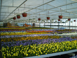 Eigenproduktion Frühjahrsblumen