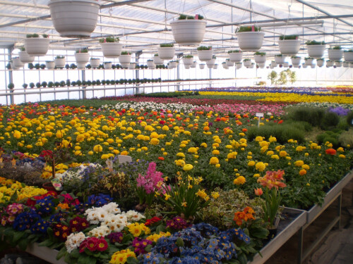 Eigenproduktion, Frühlingsblumen