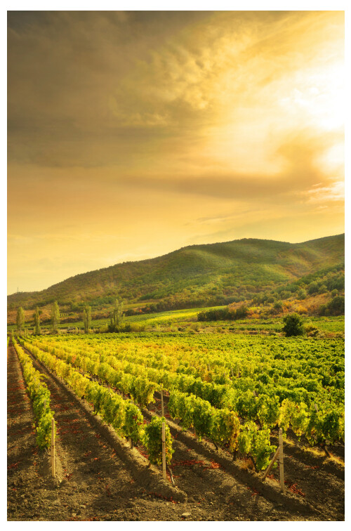Weinberge