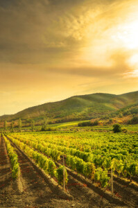 Weinberge