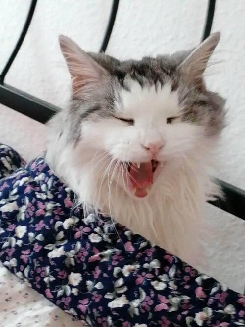 Guten Morgen