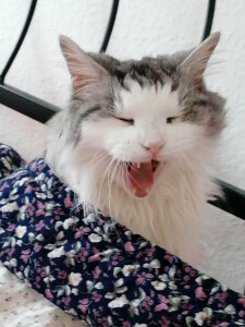 Guten Morgen