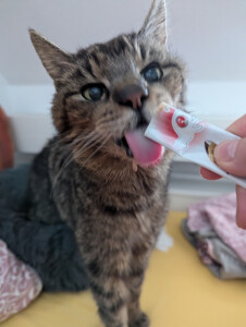 Oh lecker Schleckis:-)