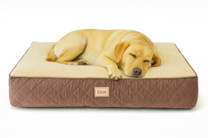 Schlafender Labrador auf Hundebett Kopie.png