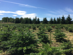 Ausblick in die Weihnachtsbaeume