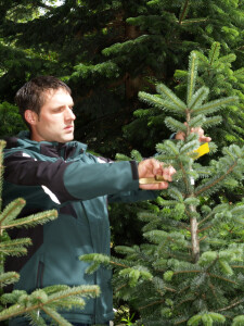 Weihnachtsbaum Pflege