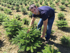 WeihnachtsbaumPflege in der Kultur