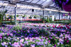 Bild: Maylahn Blumen und Floristik Lothar Maylahn