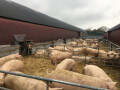 Bild: Meerpohl Spezialitäten-Fleischerei GmbH in Oldenburg, Oldenburg