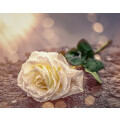 Memoris Bestattungen GmbH Bestattungen