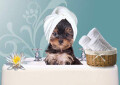 Hundefriseur