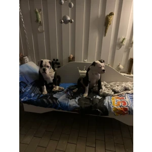 Michael Niesler Tierarzt