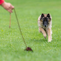 Mobile Dog Training and Assistance