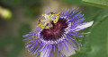 Logo Passiflora Blumenwerk
