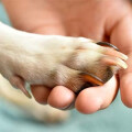 Perros de Catalunya e.V.