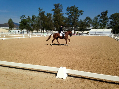 Pferdeklinik - Fesselträger-Behandlung
