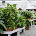 Pflanzen- und Floristikmarkt Hinz