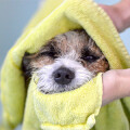 Pfötchen Oase - Die kleine Badestube für Ihren Hund