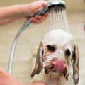Pfötchen Oase - Die kleine Badestube für Ihren Hund
