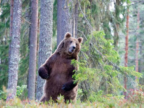 Bärenbeobachtung in Finnland